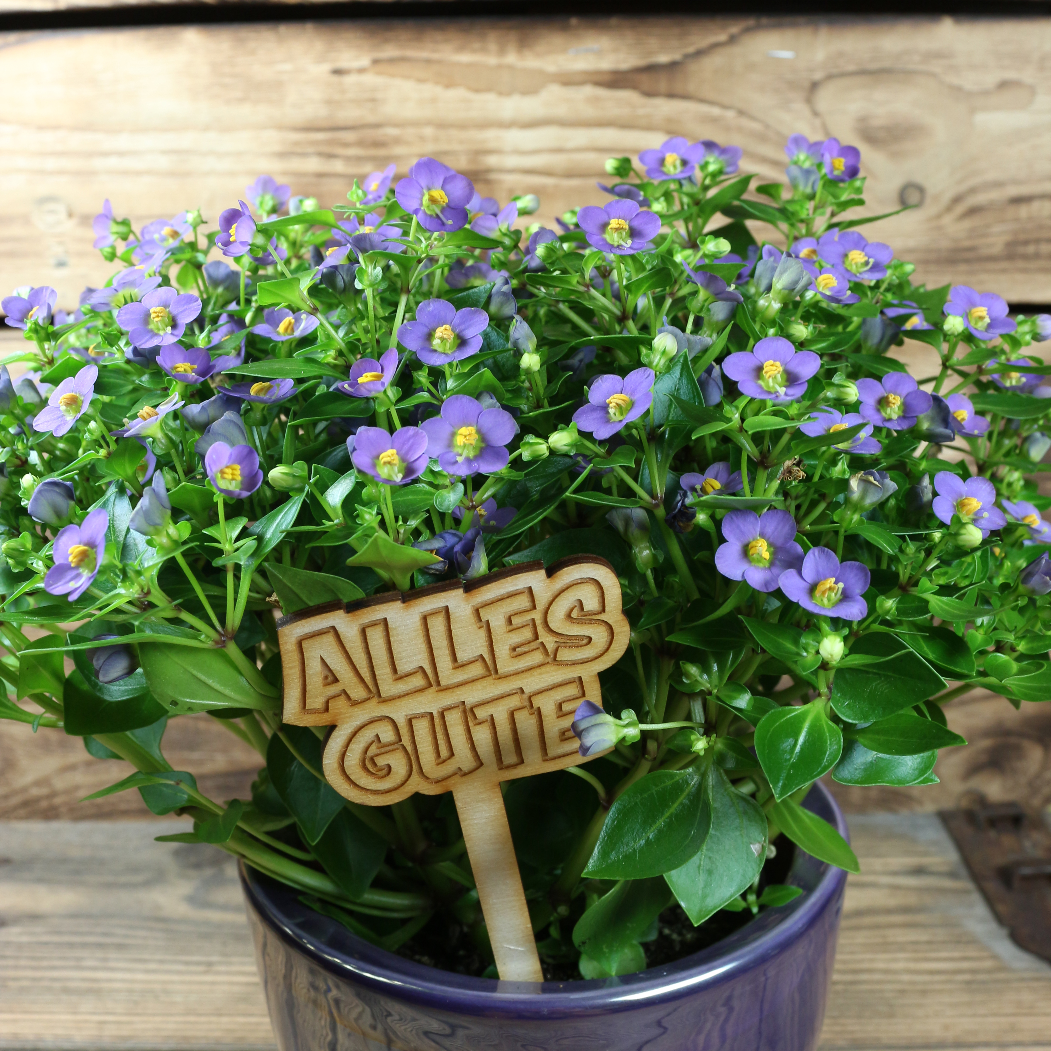 Pflanzenstecker "Alles Gute"